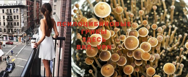 гидра Мурманск